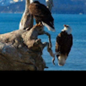 Meet your Posher, Timothy